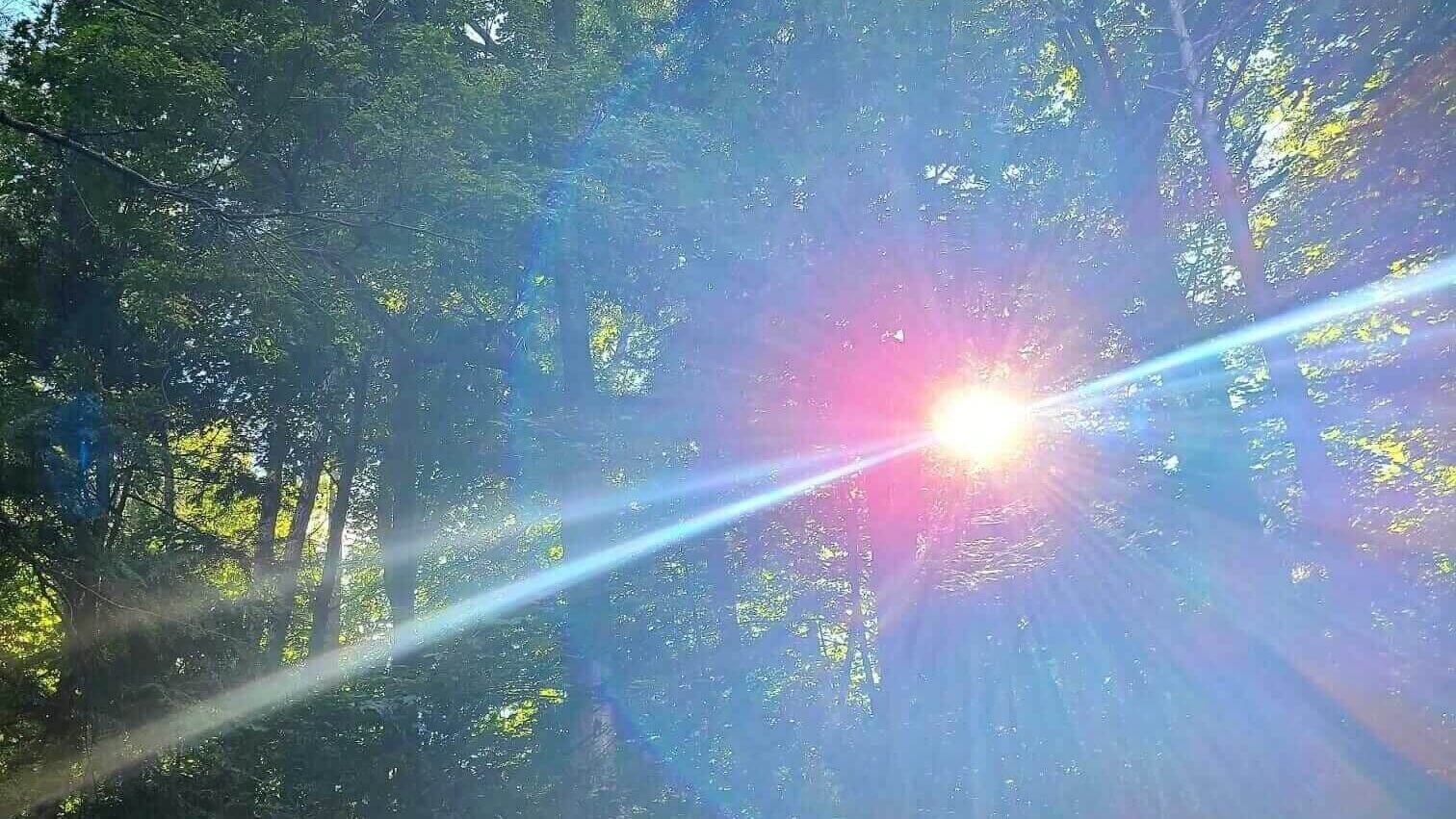 Grounding Meditation Script: Earth, Tree, Ocean