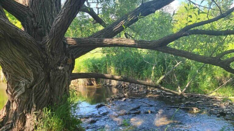 picture of a tree next to a stream. a visual for a root grounding mediation script. unblock chakra