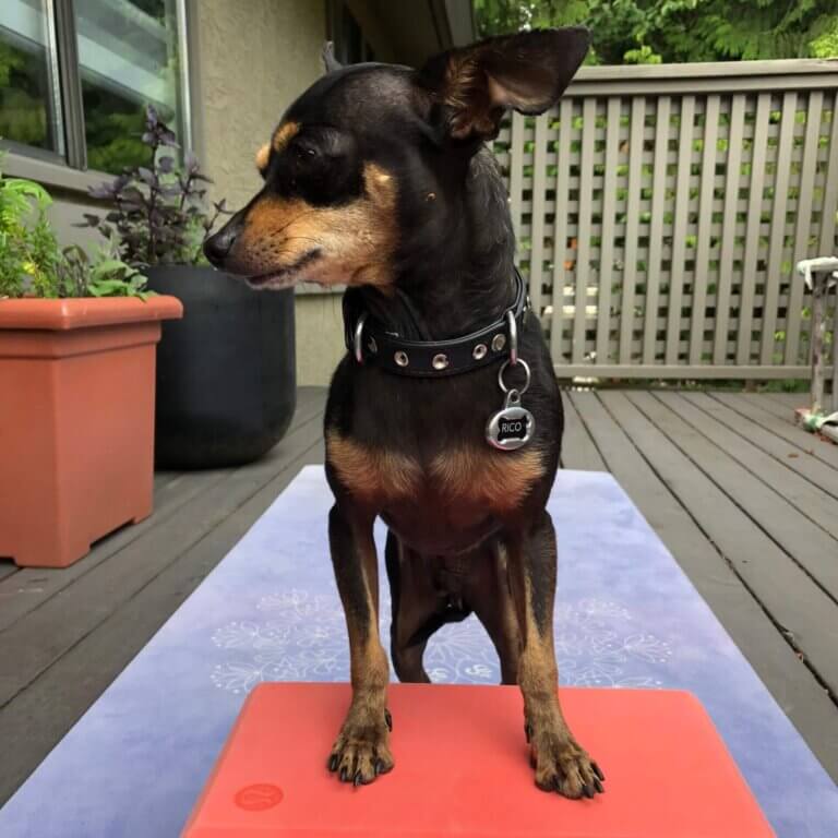 black chi rescue dog standing on yoga blocks. yoga dog names