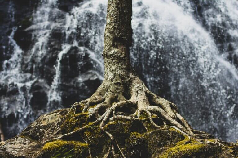 showing the roots of a tree for chakra essential oils